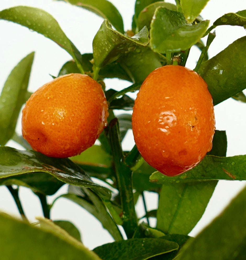 Citrus japonica with glossy orange kumquat fruits and vibrant green leaves on branch