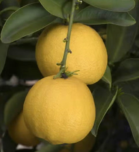 Citrus limettioides PALESTINE
