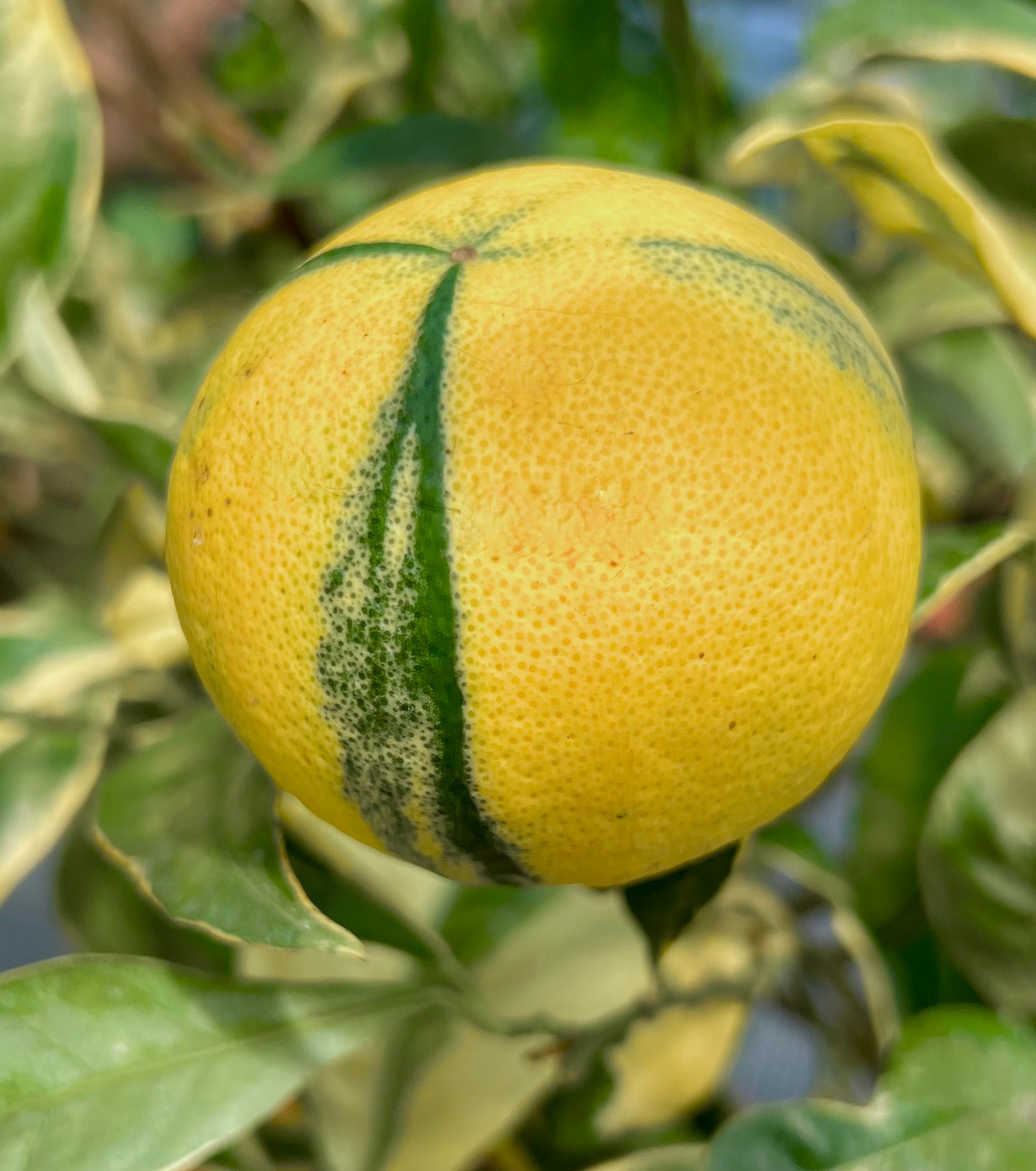 Citrus limon variegated fruit with yellow and green striped peel on leafy branch