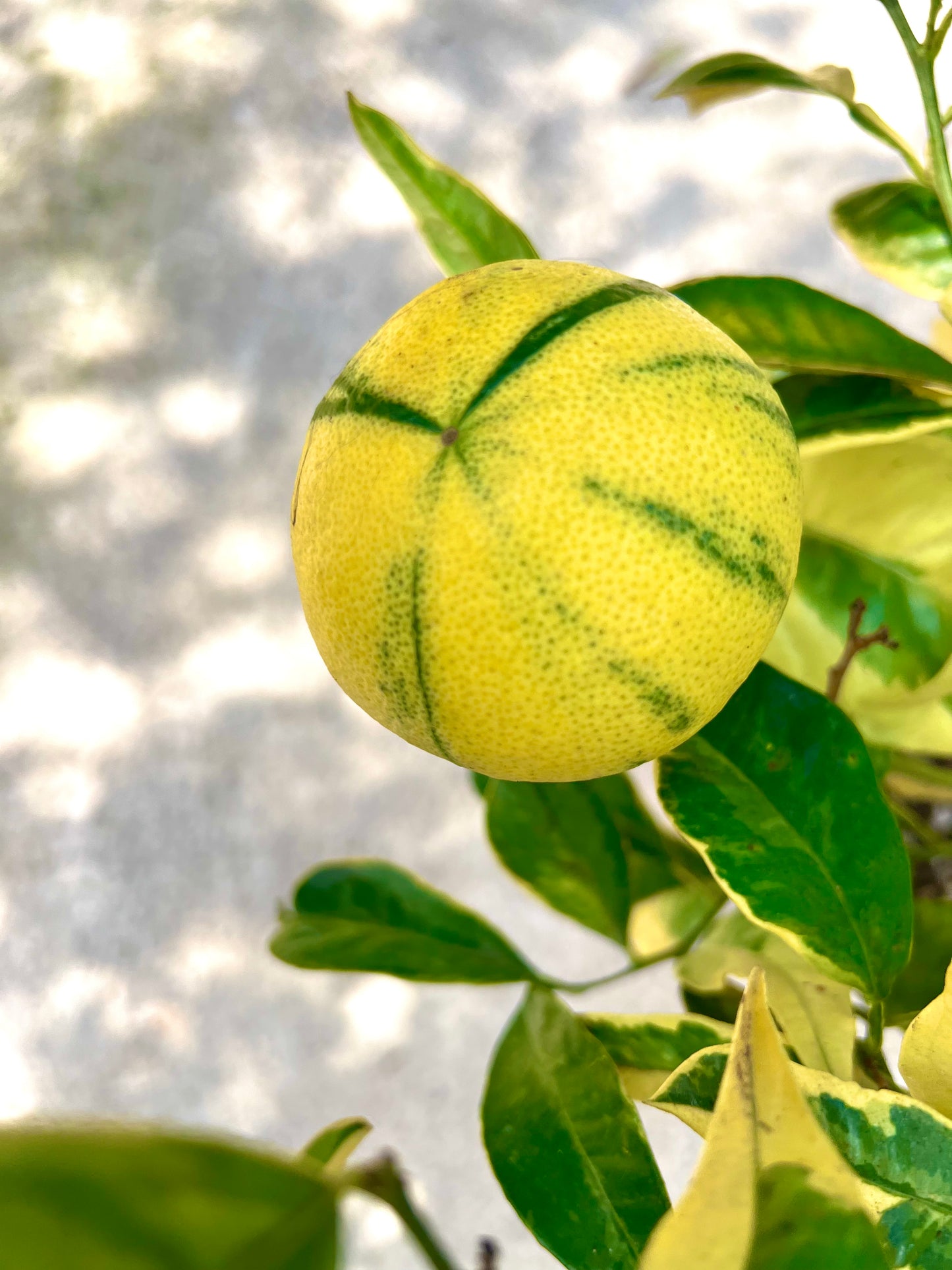 Citrus limon variegated lemon fruit with green-striped yellow peel and variegated leaves