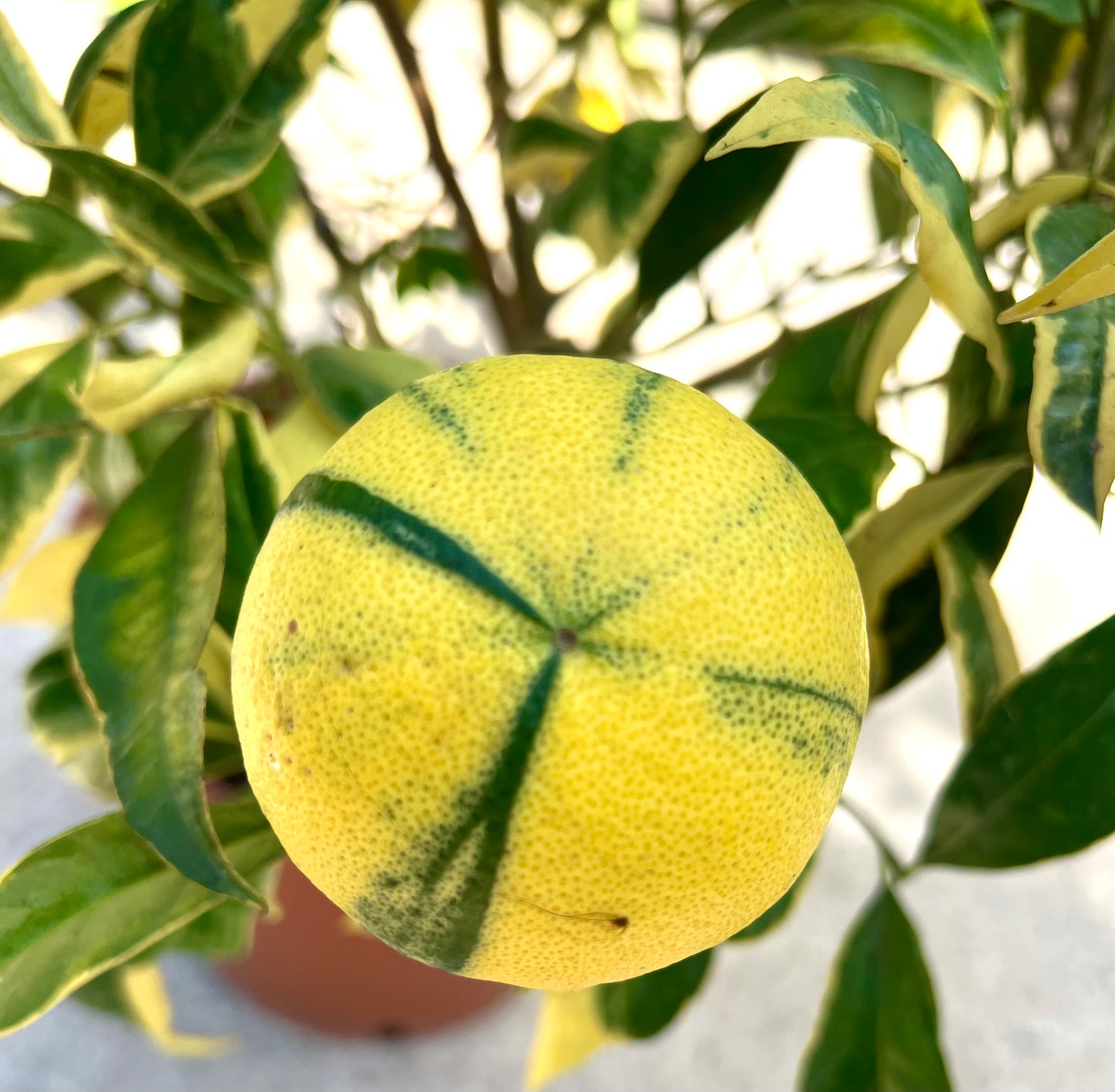 Citrus limon variegated fruit with green-striped yellow peel and variegated green-yellow leaves