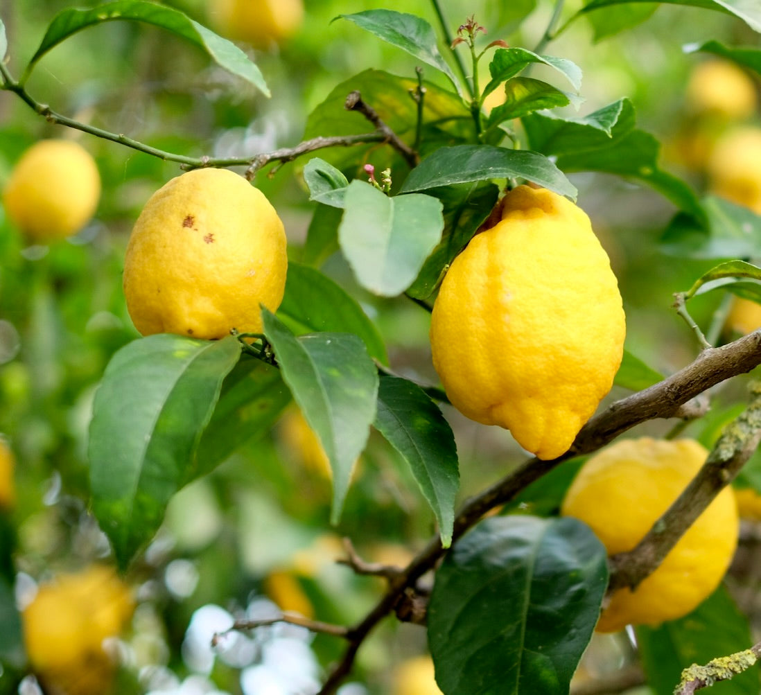 Citrus limon limoni giallo brillante maturi appesi a rami verdi fogliosi all'aperto