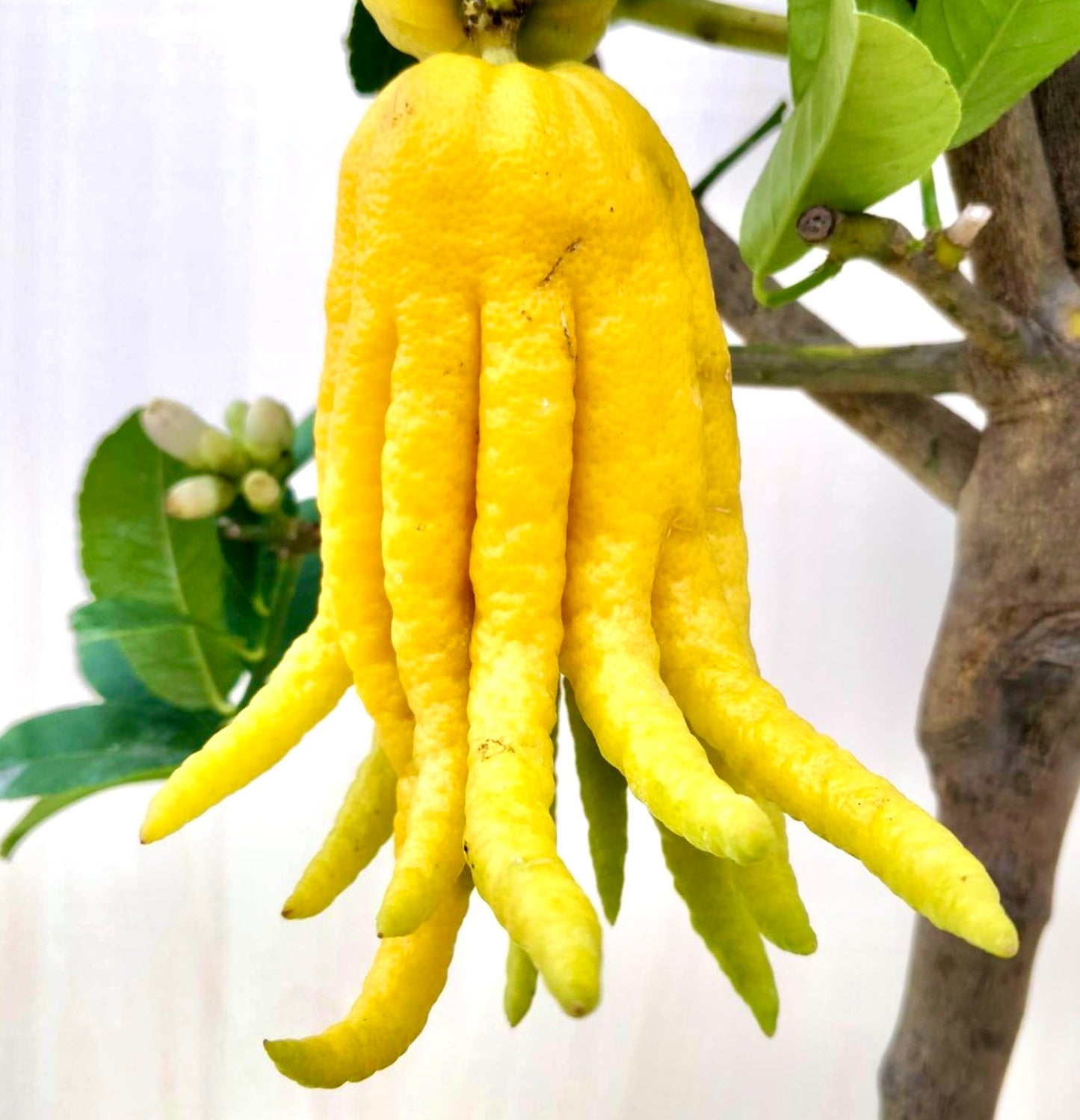 Citrus medica var. sarcodactylus bright yellow fingered fruit with textured skin on tree branch