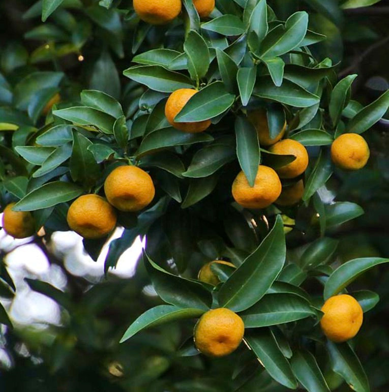 Frutti arancioni maturi di Citrus reticulata subsp. tachibana con foglie verdi lucide sui rami degli alberi