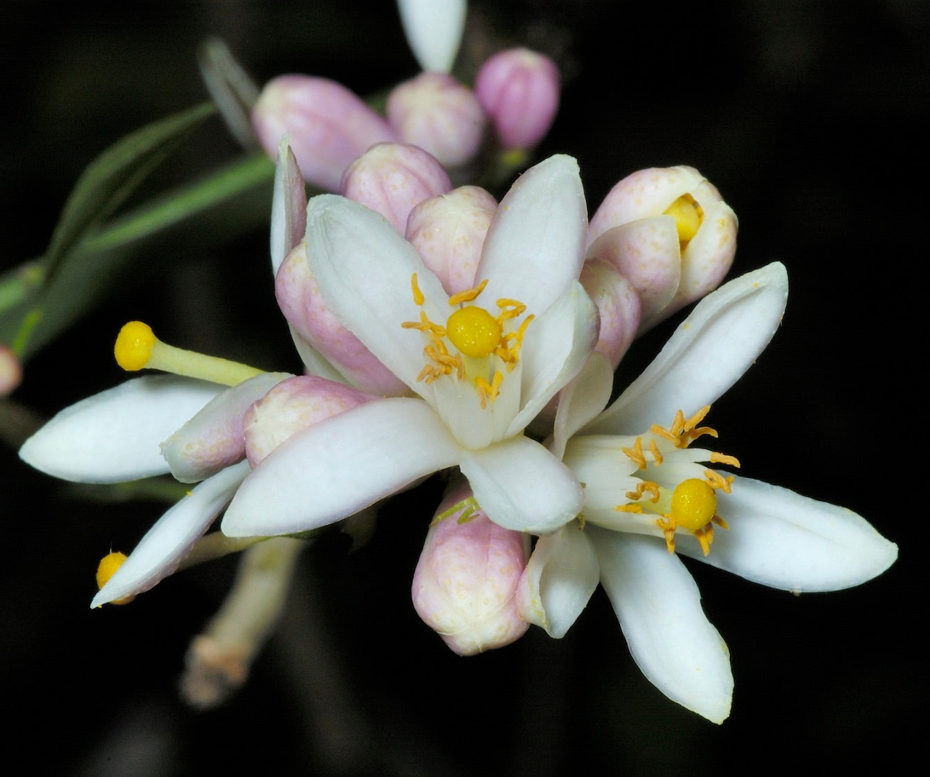 Citrus reticulata subsp. tachibana