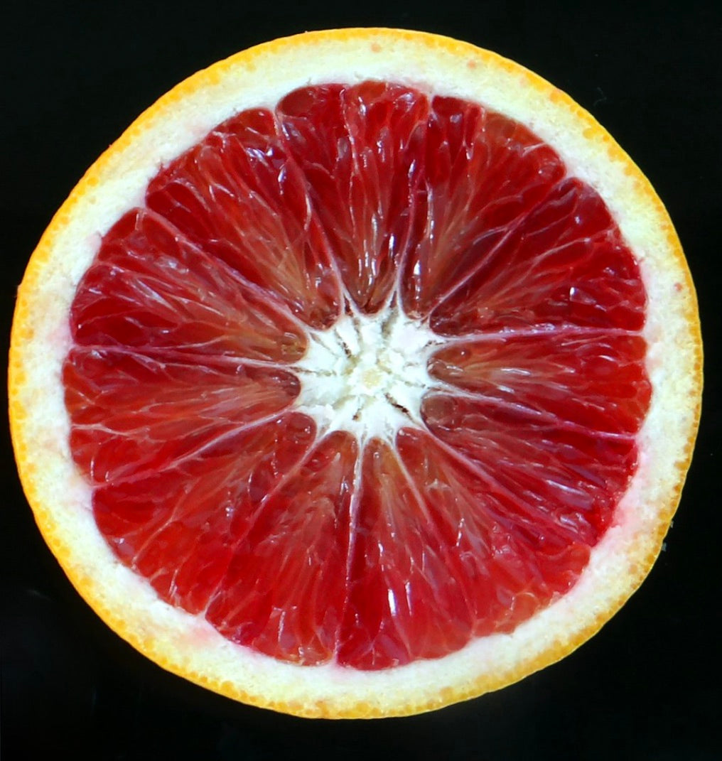 Citrus sinensis cv 'Moro' | Sweet orange | Orange tree