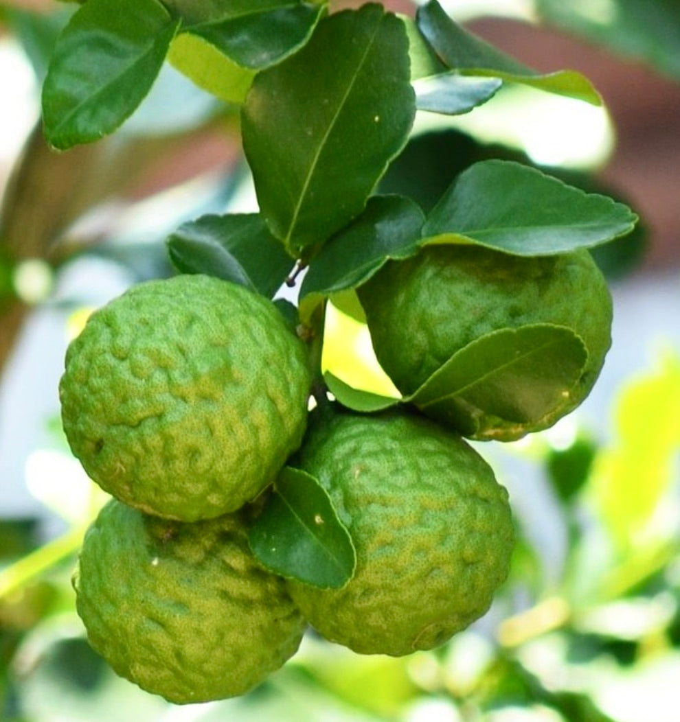 Gruppo di frutti verdi rugosi di Citrus × bergamia con foglie lucide sul ramo
