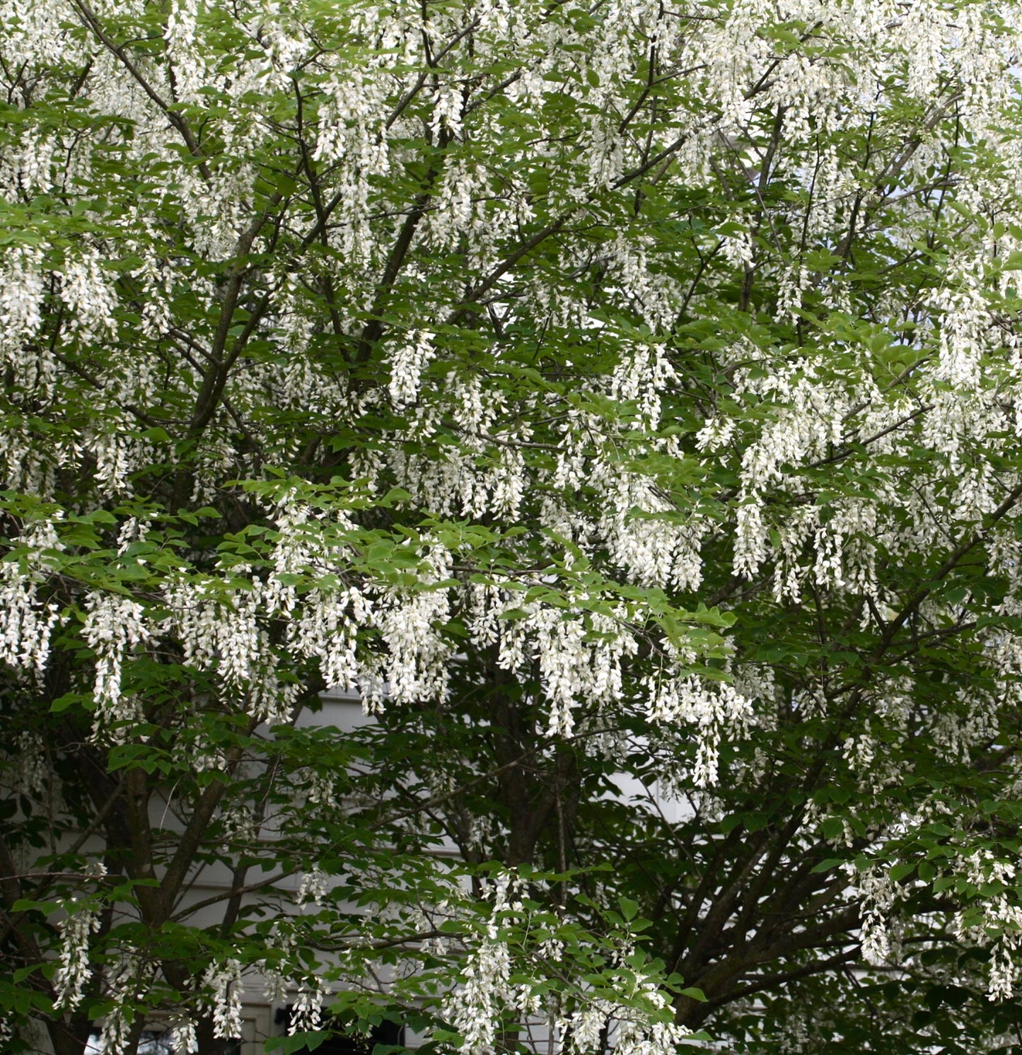 Cladrastis kentukea tree with abundant hanging white flower clusters and green leaves