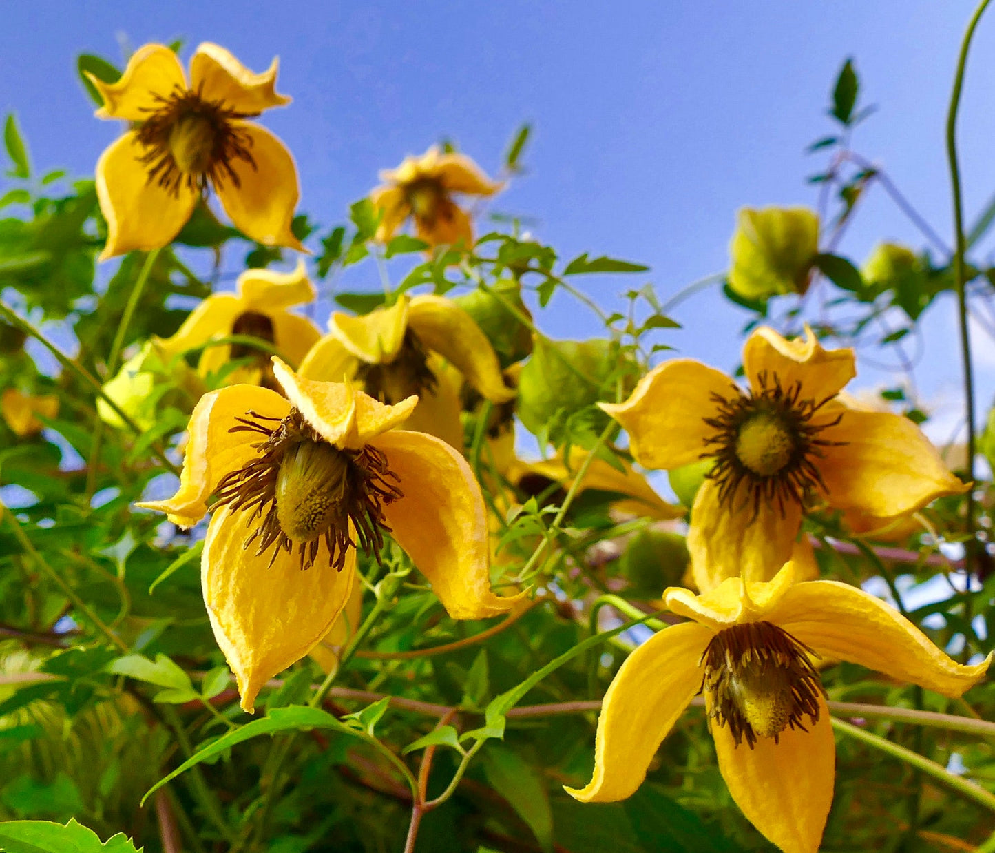 Fiori a campana di un giallo brillante di Clematis tangutica con fogliame verde sotto il cielo azzurro