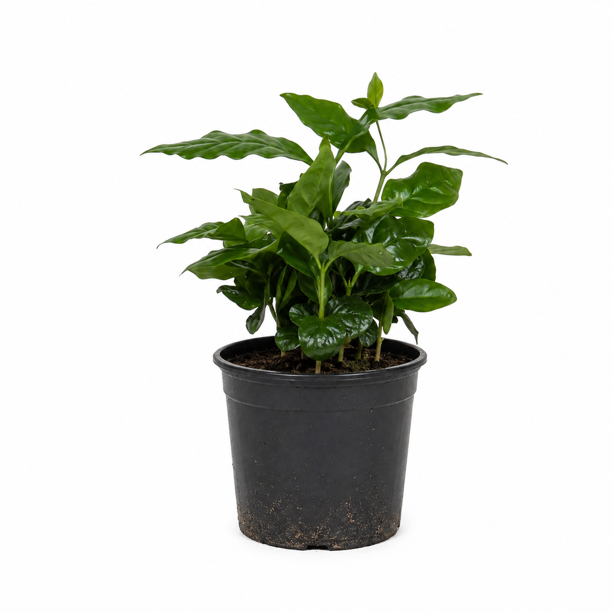 Coffea arabica 25-40cm | Arabica coffee | Coffee plant