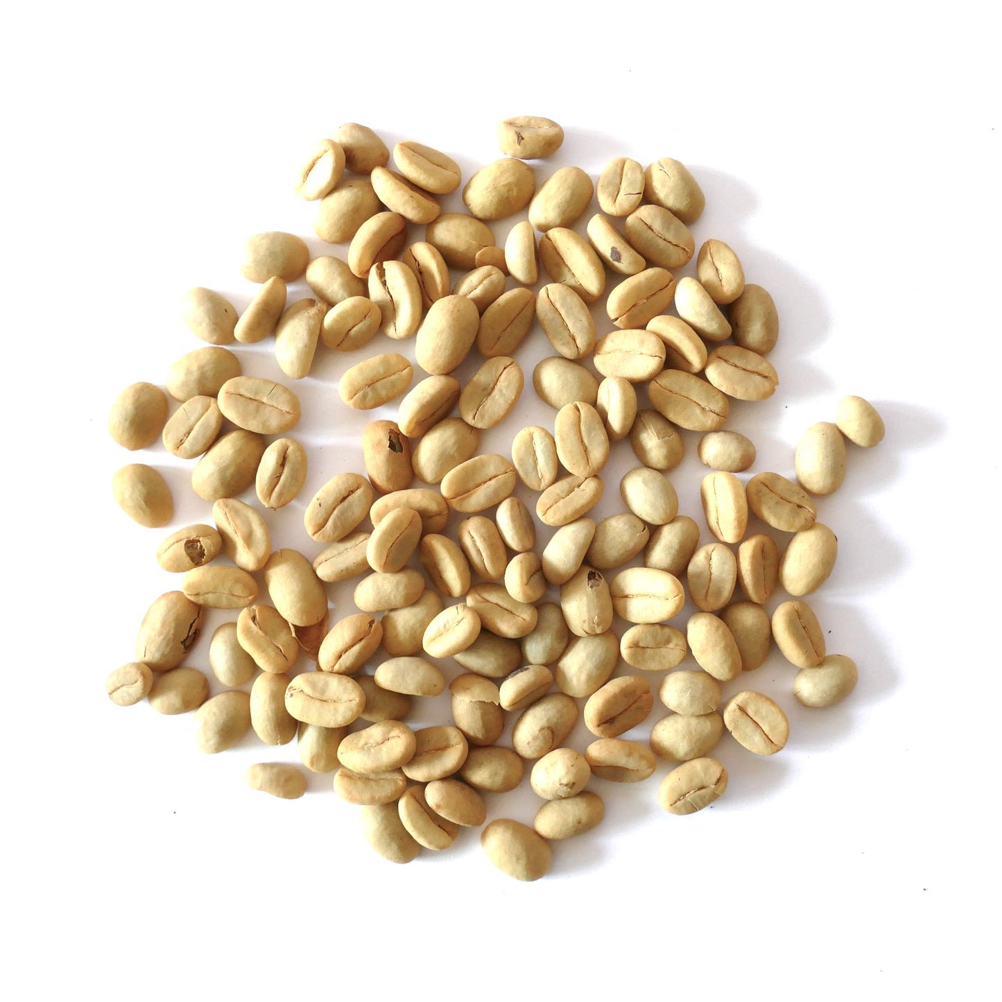 Semi di caffè crudo Coffea arabica 'Castillo' sparsi su sfondo bianco