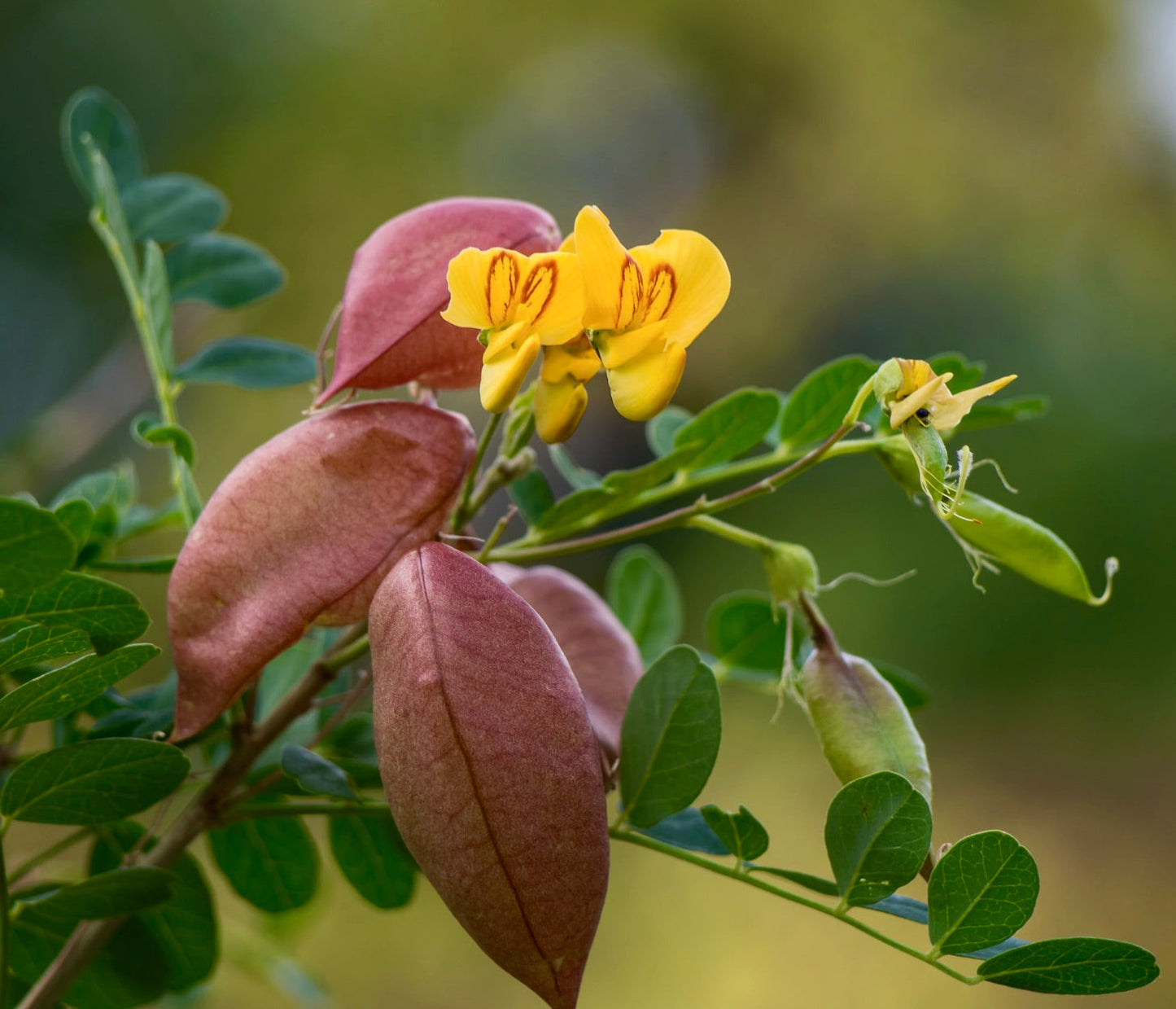 Colutea arborescens con fiori gialli e distinti baccelli gonfi di colore rossastro su fogliame verde