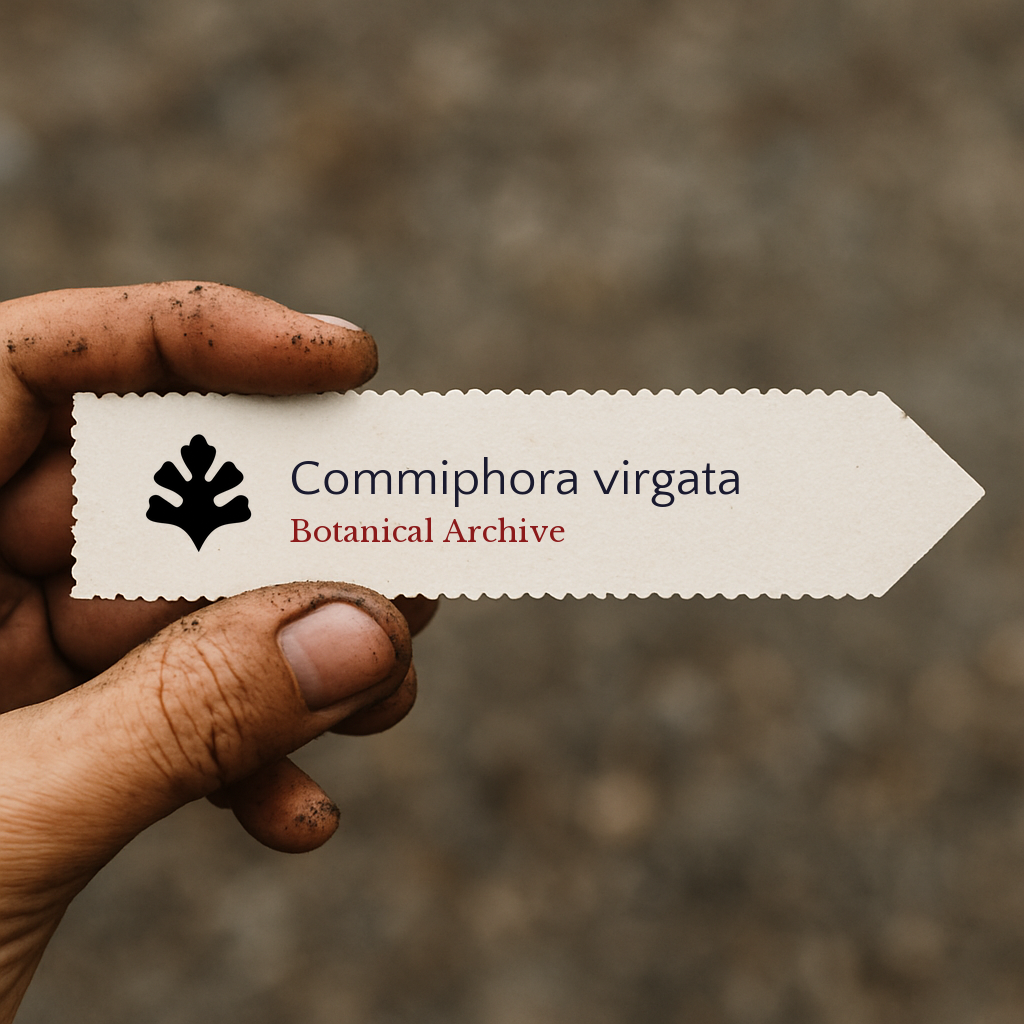 Etichetta per pianta stampata per Commiphora virgata tenuta a mano con terra sulle dita
