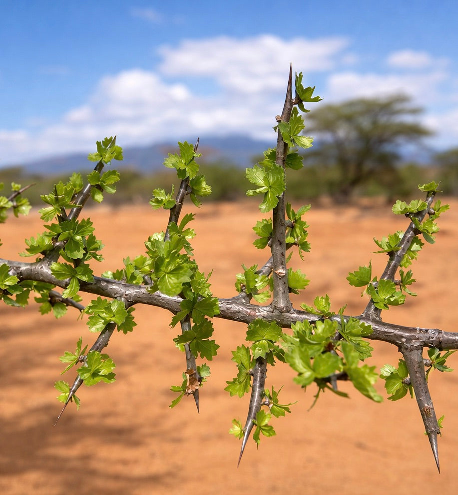 Ramo spinato di Commiphora kua con foglie verdi fresche in paesaggio arido