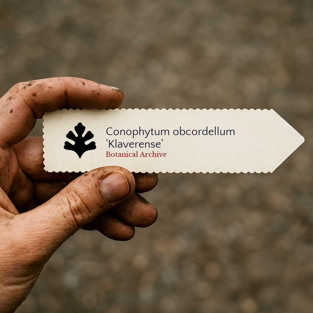 Printed plant label for Conophytum obcordellum 'Klaverense' held by dirty hand