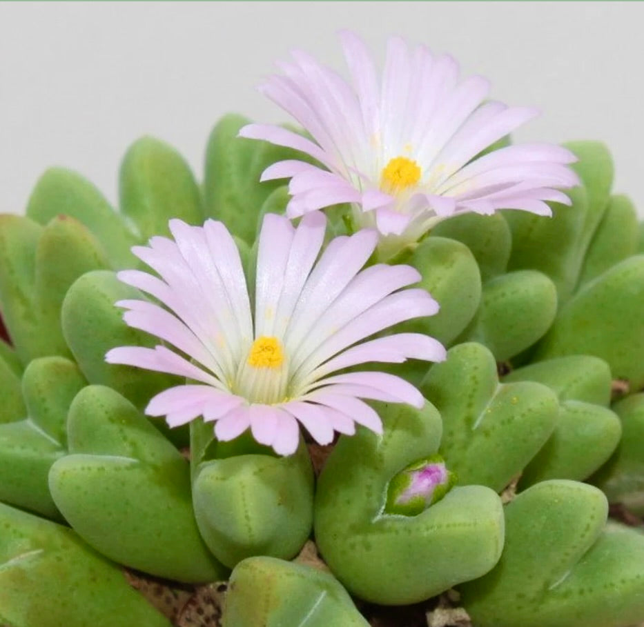 Conophytum blandum 5-7cm diameter | Button plant | Living pebble