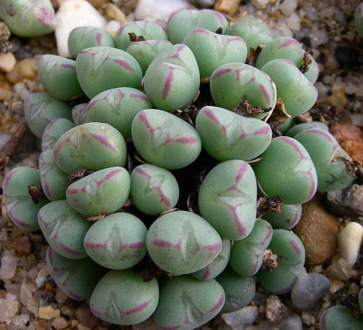 Conophytum meyeri subsp. laetum 5-7cm diameter | Button plant