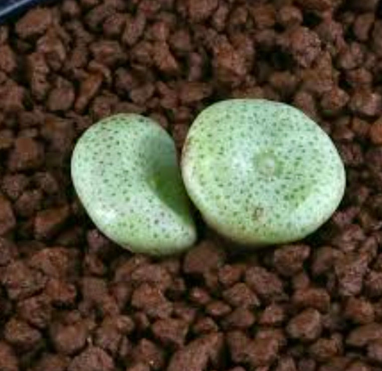 Conophytum ricardianum 5-7cm diameter | Living stones | Button plant