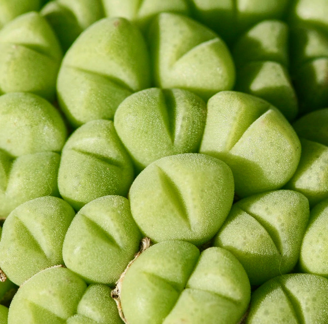 Conophytum saxetanum 15-30cm diameter | Button plant | Pebble plant