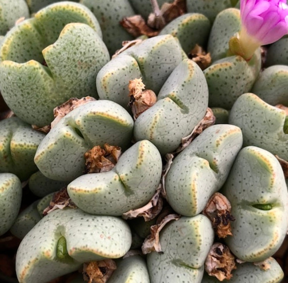 Conophytum taylorianum diametro 15-30 cm | Pianta a bottone | Pianta a cono
