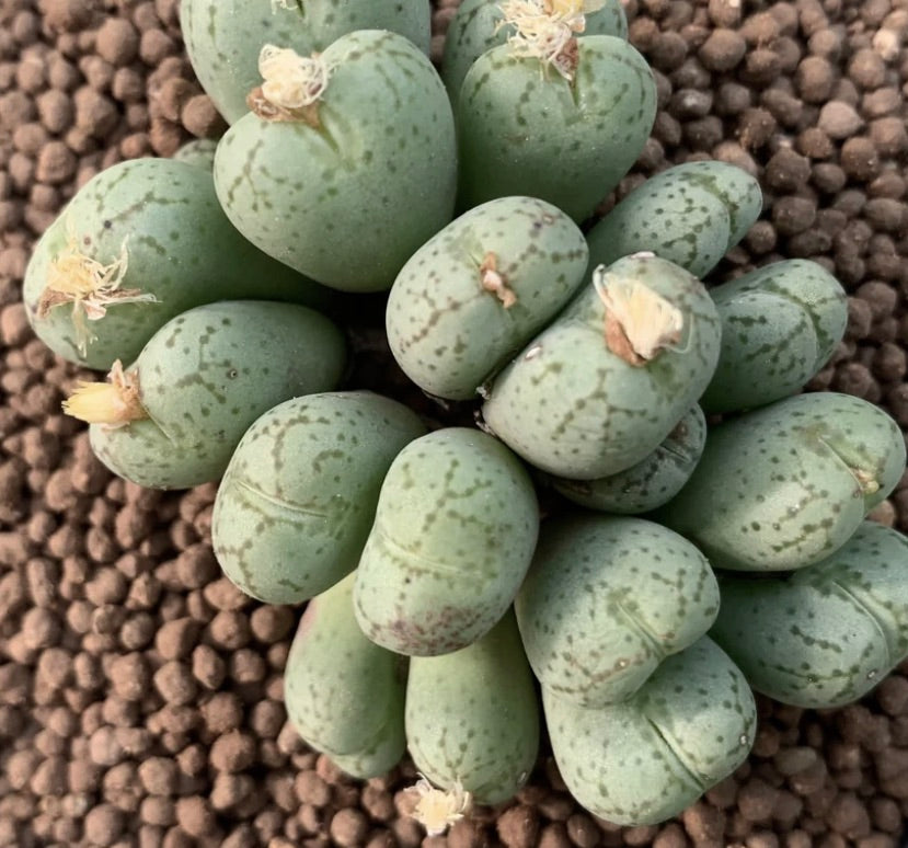 Conophytum uviforme diametro 5-7cm | Pietre vive | Pianta a bottone