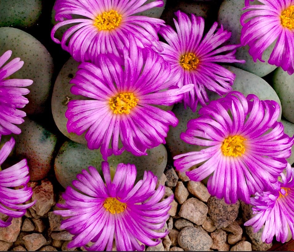 Conophytum wettsteinii 3-6cm diameter | Button plant | Cone plant