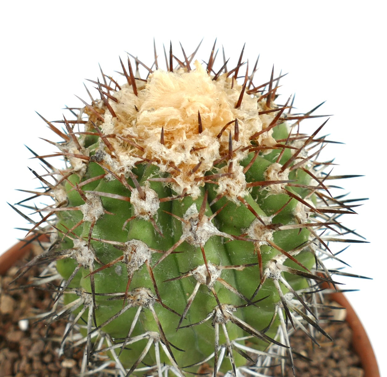 Copiapoa alticostata rare cactus with dense brown spines and woolly crown in pot