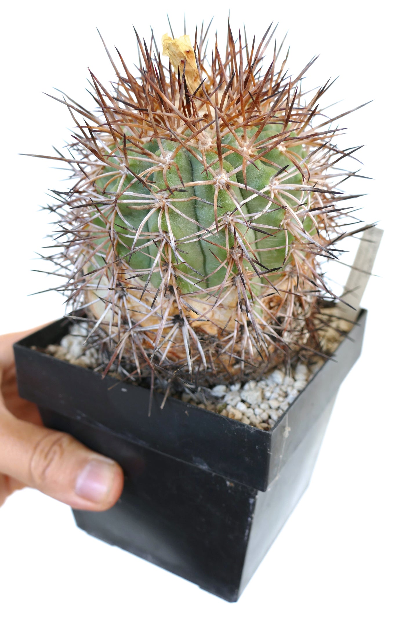 Copiapoa coquimbana var domeykoensis rare cactus with dense brown spines in black pot