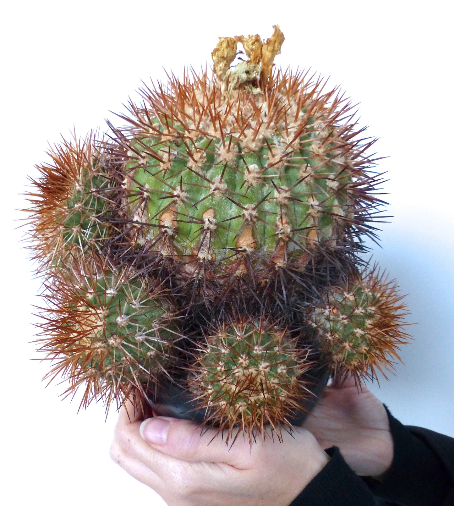 Copiapoa goldii cactus with dense reddish spines held in hands