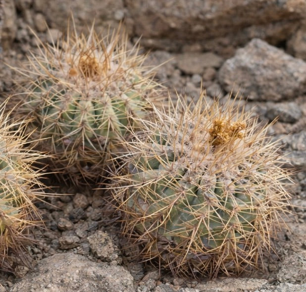 Copiapoa sarcoana rare succulent cactus with dense yellowish spines on rocky soil