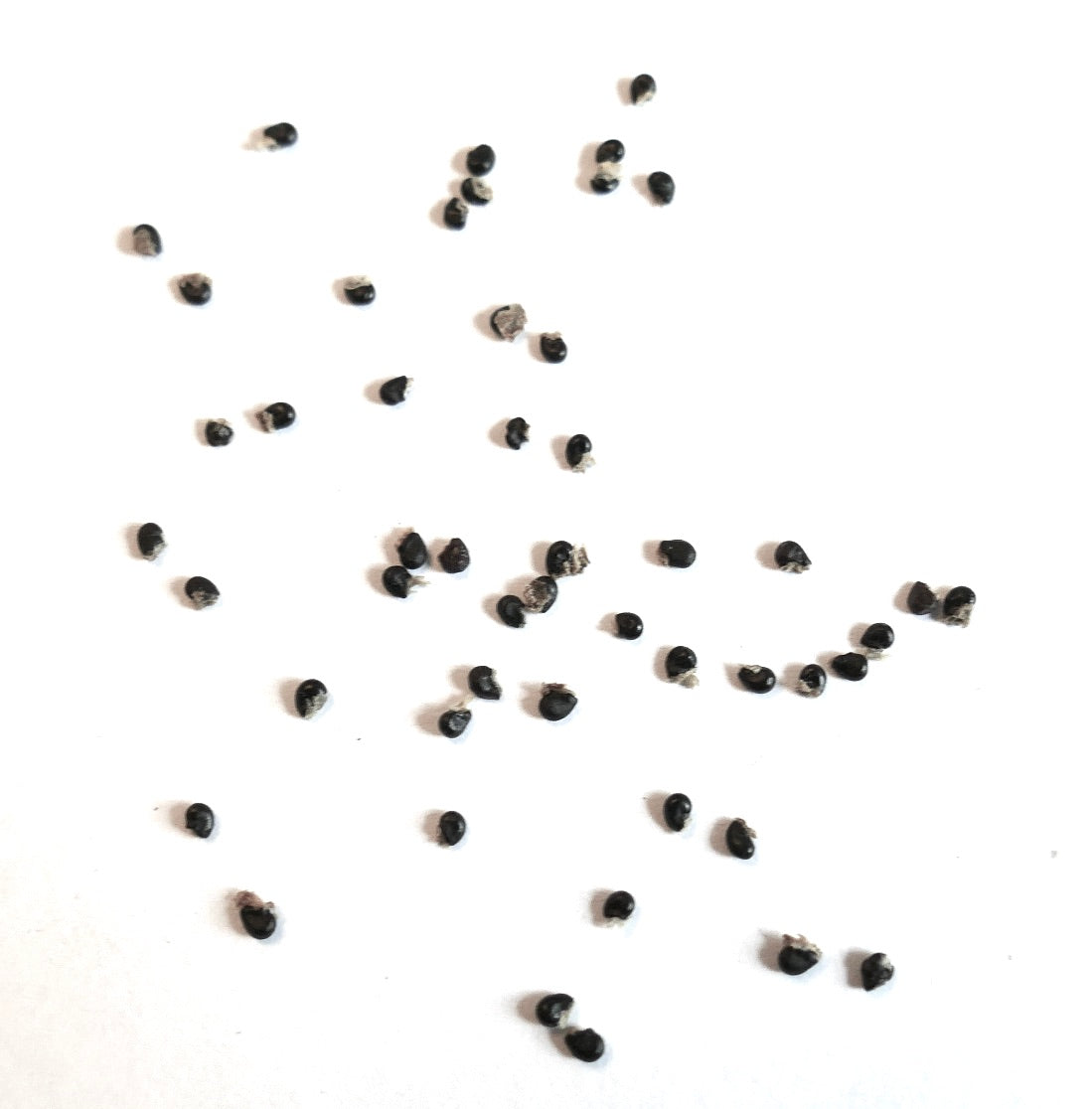 Copiapoa tocopillana cactus seeds scattered on white background