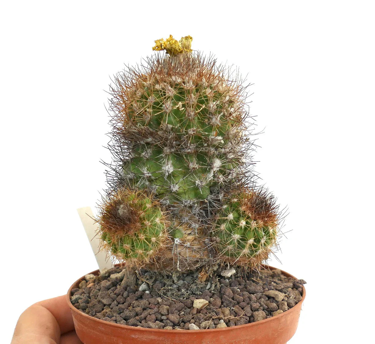 Cactus Copiapoa varispinata con spine dense e fiore giallo secco in piccolo vaso
