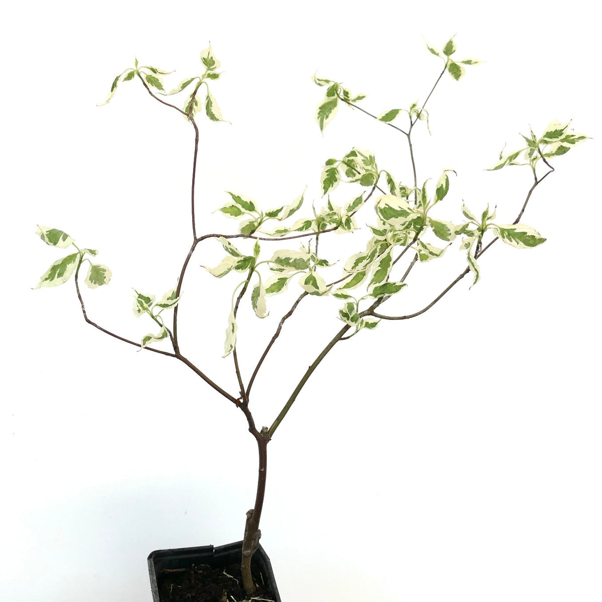 Cornus alternifolia ARGENTEA VARIEGATED 45-80cm | Pagoda dogwood