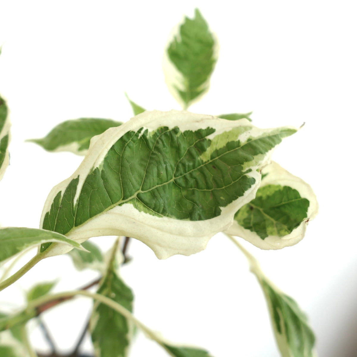 Cornus controversa form VARIEGATED 10-30cm | Giant dogwood