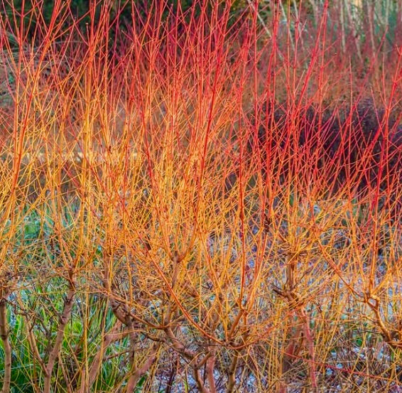 Cornus sanguinea vibrant orange and red winter stems with dense branching structure