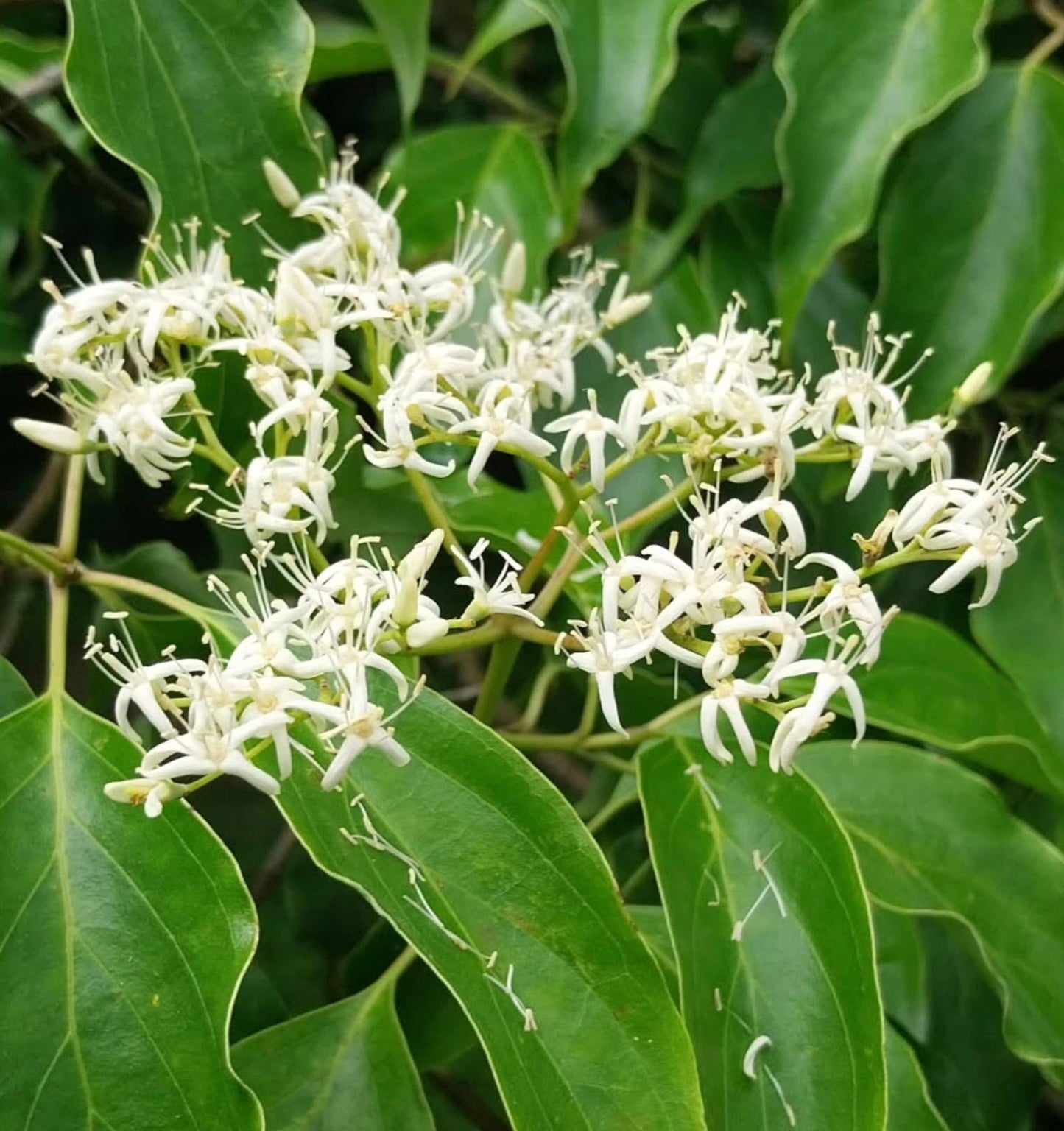 Gruppo di delicati fiori bianchi di Cornus wilsoniana con foglie verdi lucide