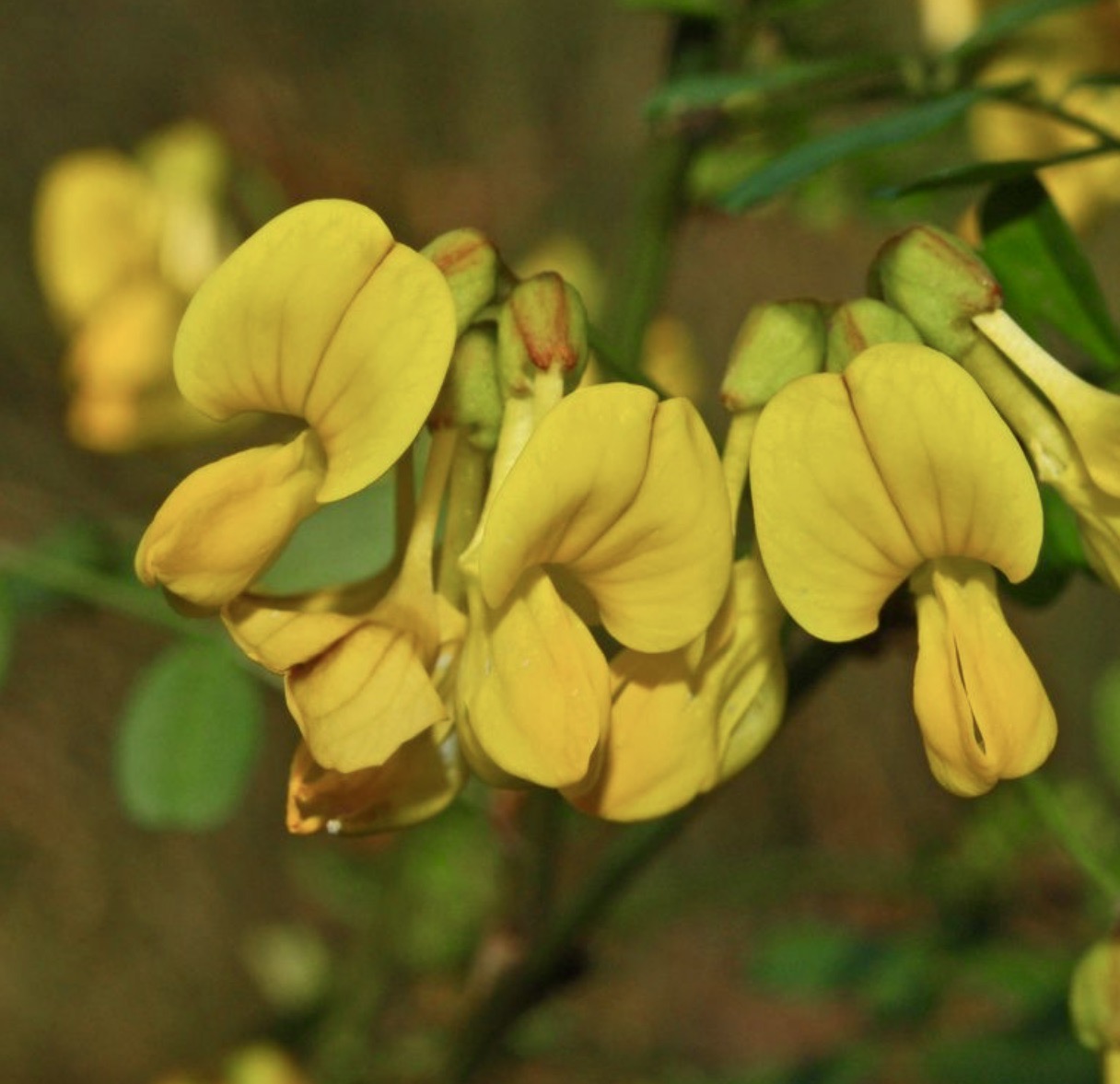 Coronilla emerus fiori giallo brillante simili a piselli con boccioli verdi su steli sottili