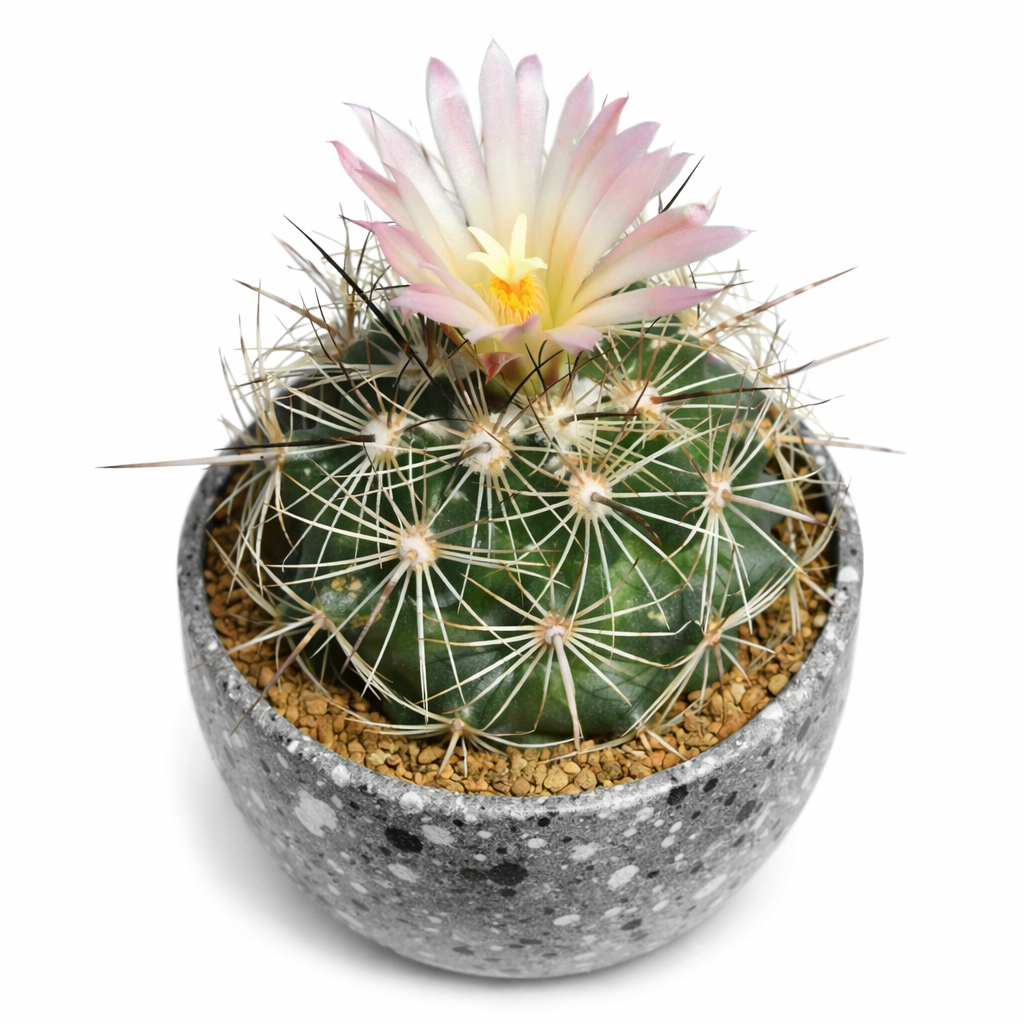 Cactus Coryphantha magentae con fiore rosa pallido in vaso grigio screziato succulento