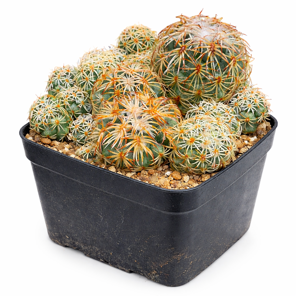 Coryphantha retusa cluster of small round cacti with orange and white spines in black pot