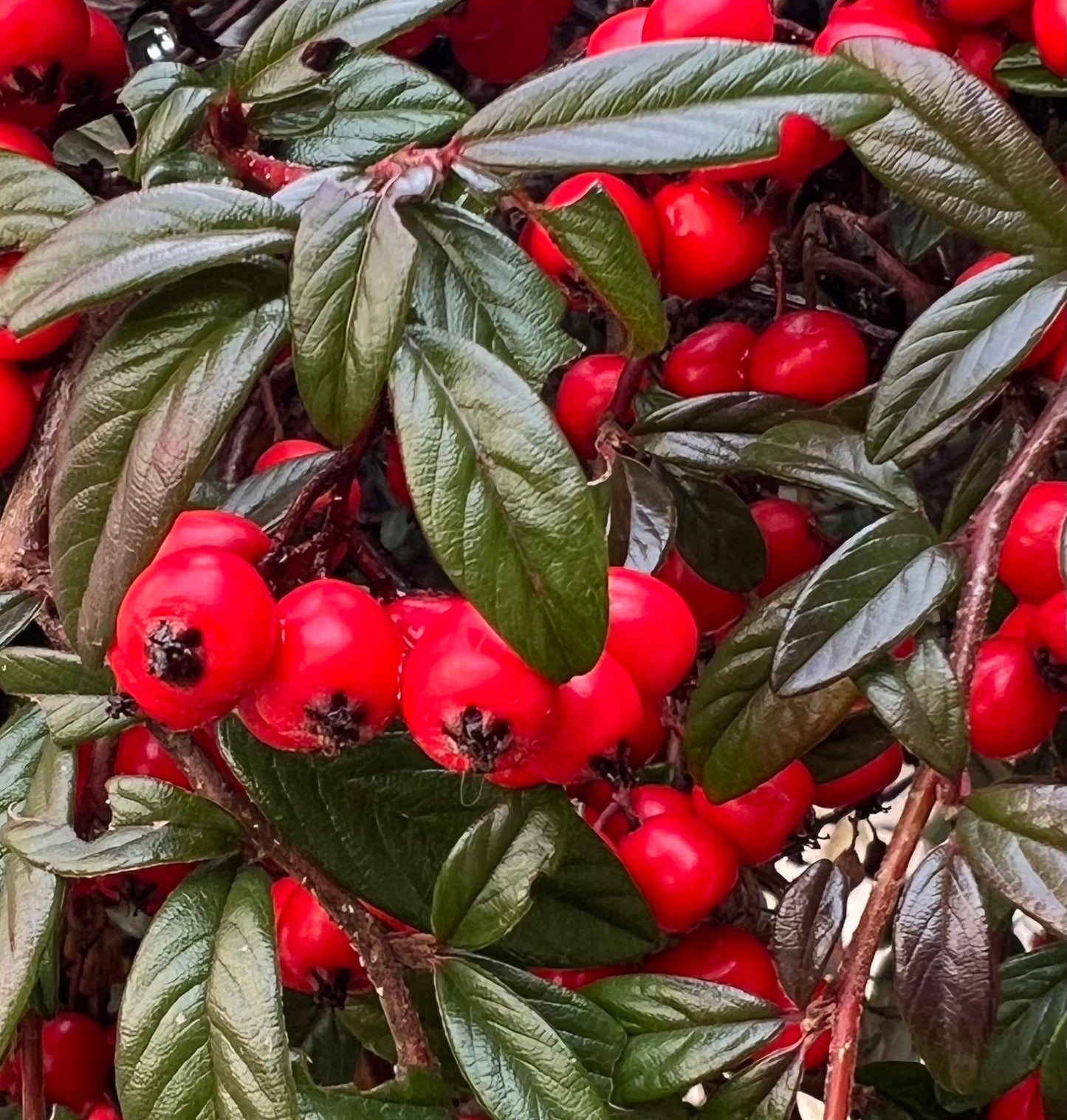 Cotoneaster lacteus | Milkflower Cotoneaster |