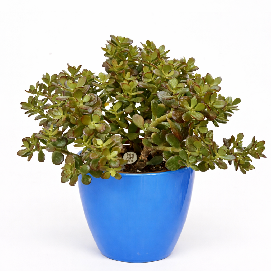 Crassula ovata succulenta con foglie verdi spesse e bordi rossastri in vaso blu