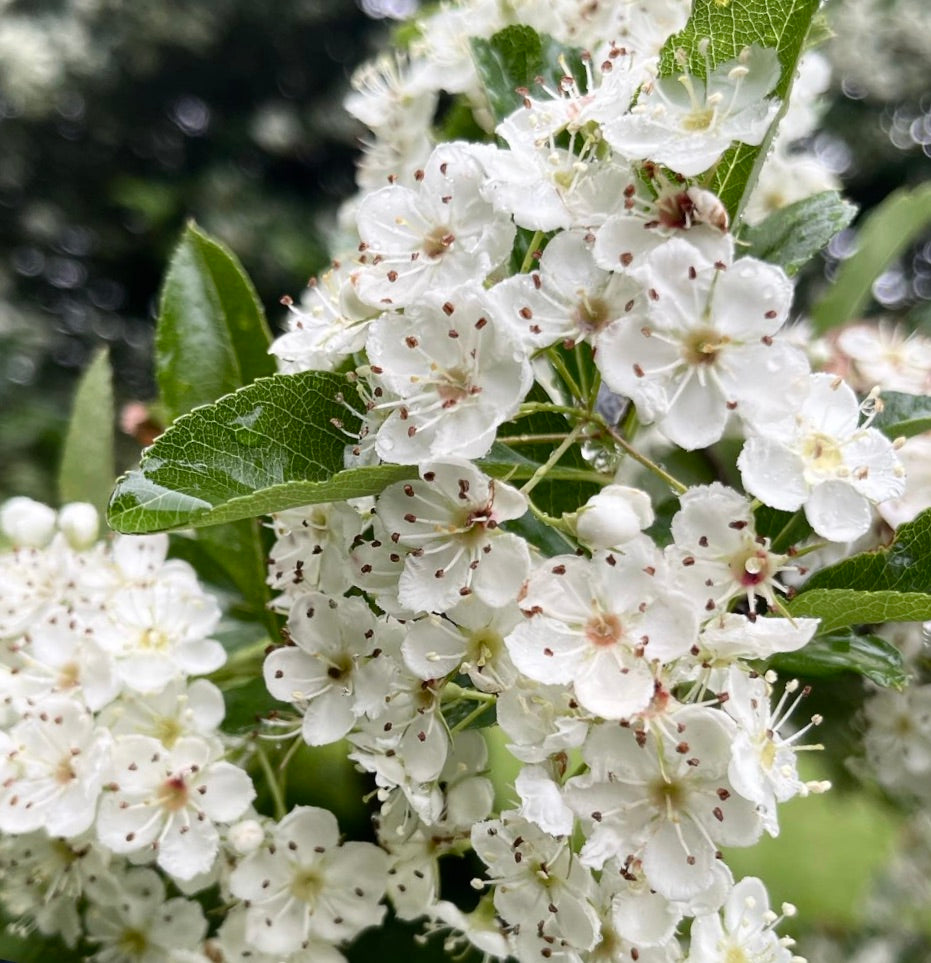 Crataegus crus-galli 50-80cm | Cockspur hawthorn | Thorn apple