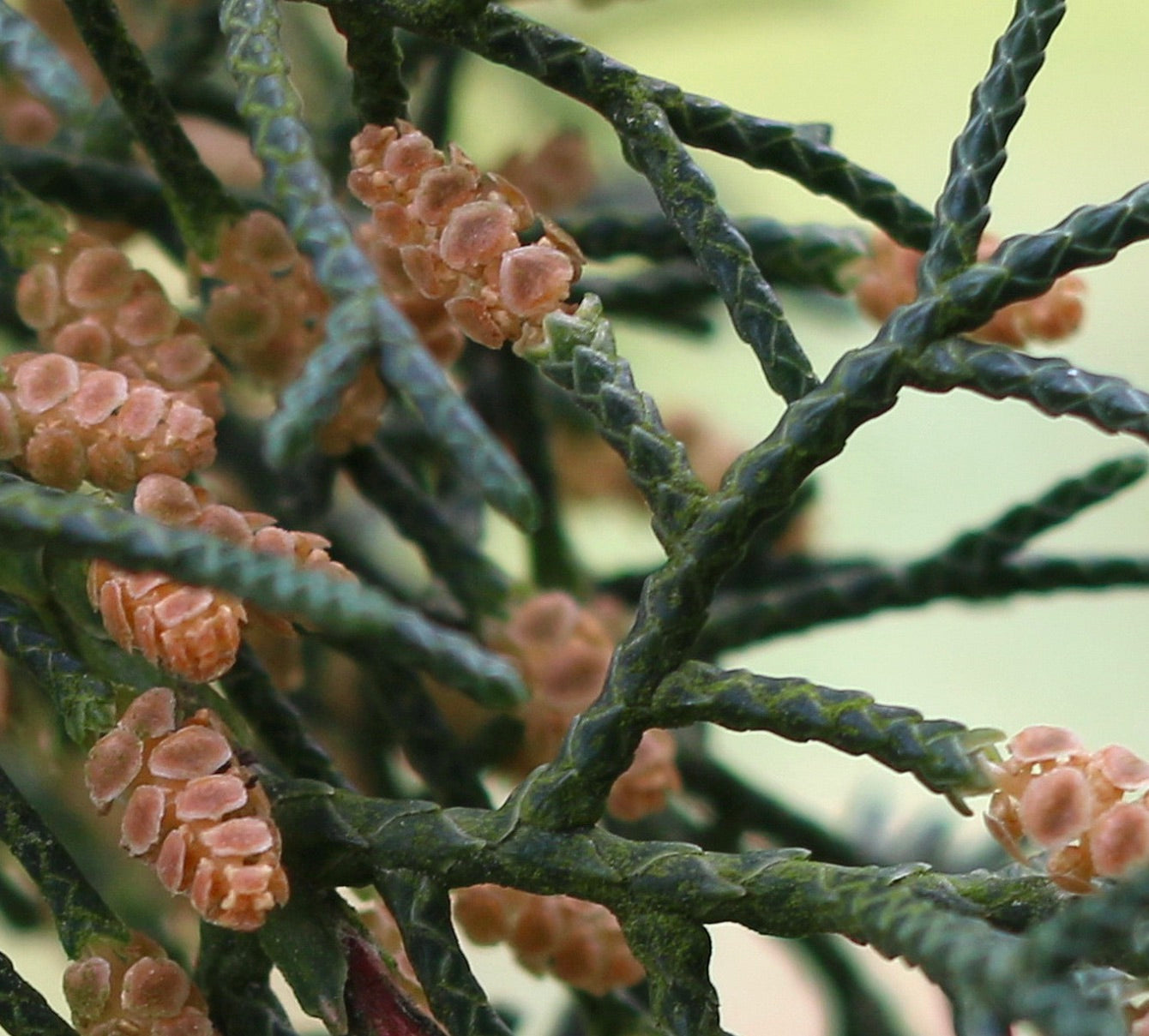 Cupressus macrocarpa primo piano della texture delle foglie verde scuro con piccoli coni marroni