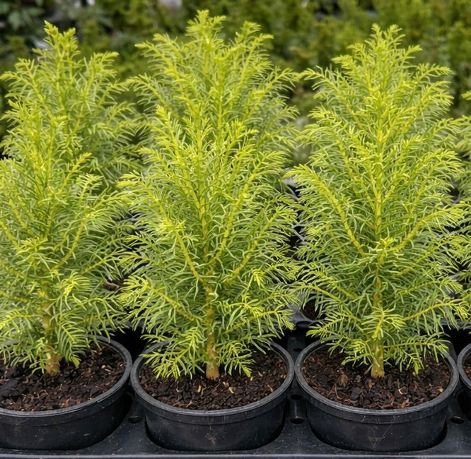 Cupressus vietnamensis 20-30cm | Vietnamese cypress | Vietnam cypress