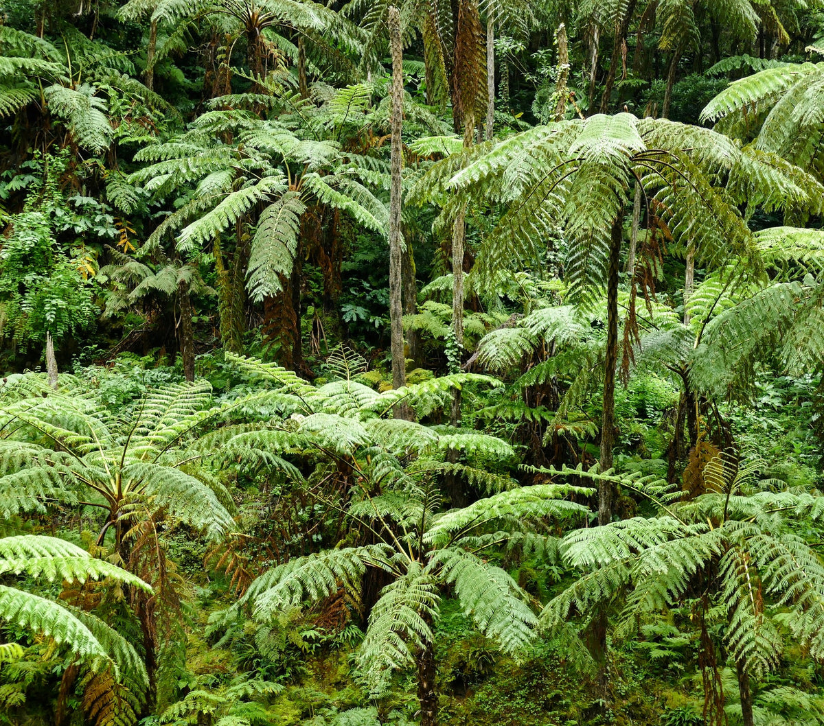 Cyathea cooperi 50-100cm | Australian tree fern | Cooper's tree fern