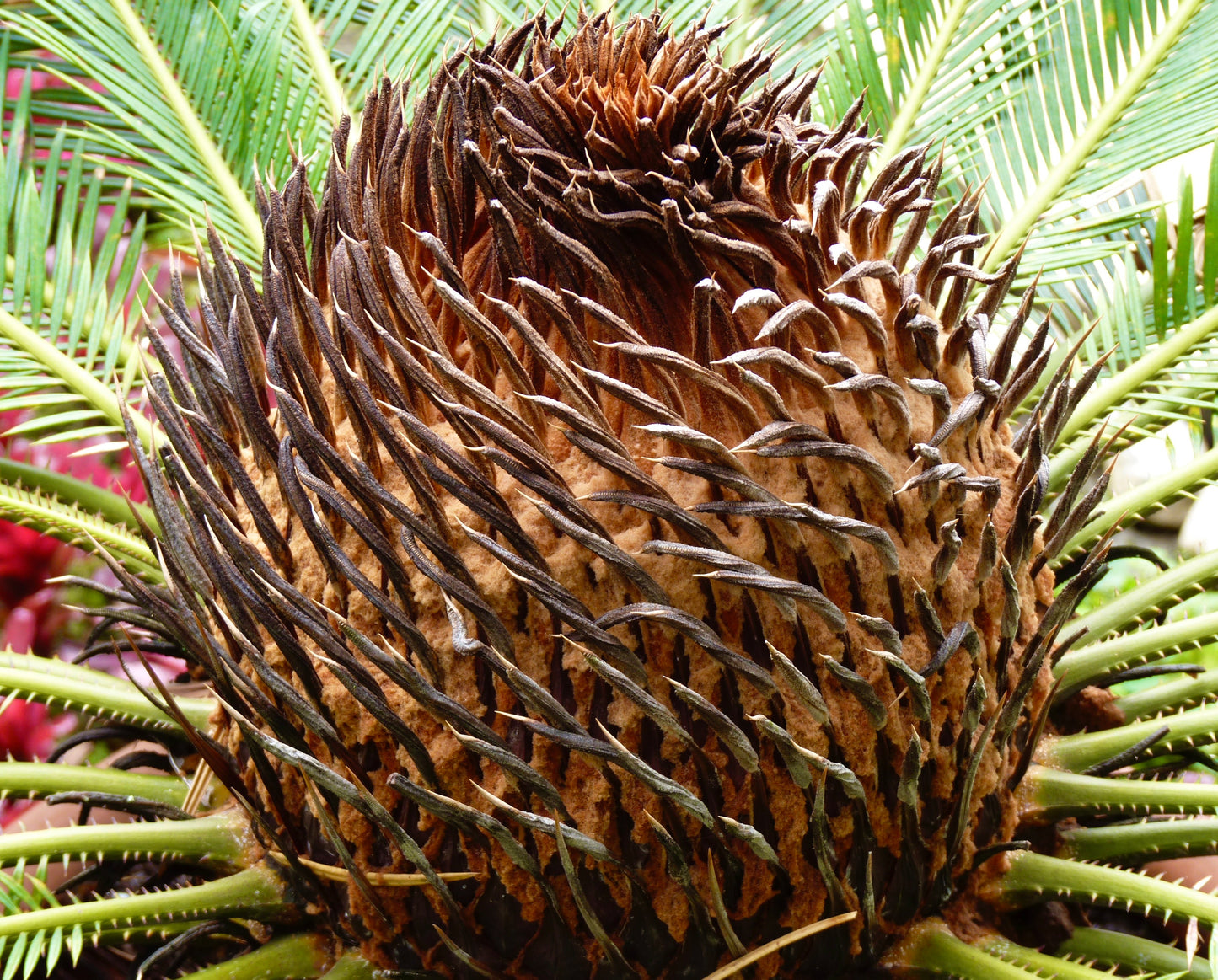 Cycas revoluta | Palma del Sago | Palma del Re | SEMI