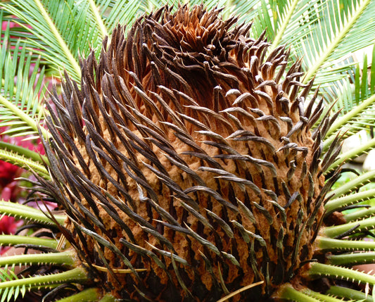 Cycas revoluta | Sago Palm | King Sago | SEEDS