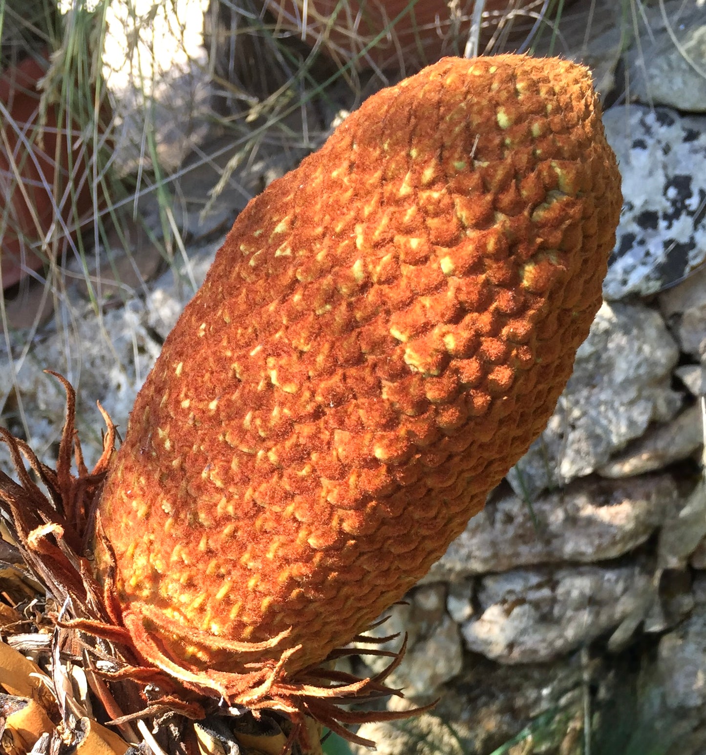 Cycas siamensis | Siamese cycad | Thai cycad