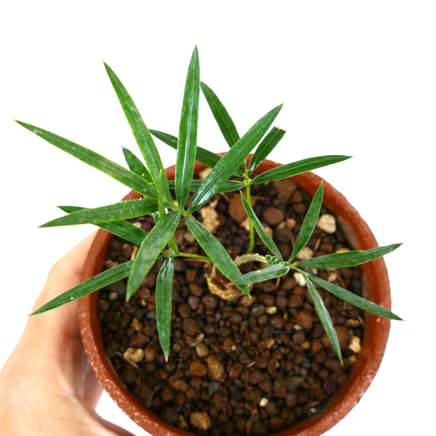 Cycas siamensis | Siamese cycad | Thai cycad