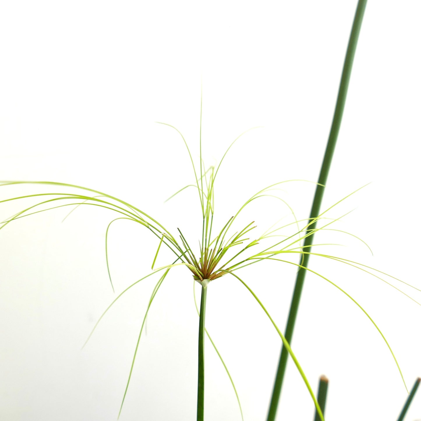 Cyperus papyrus | Papyrus | Paper reed